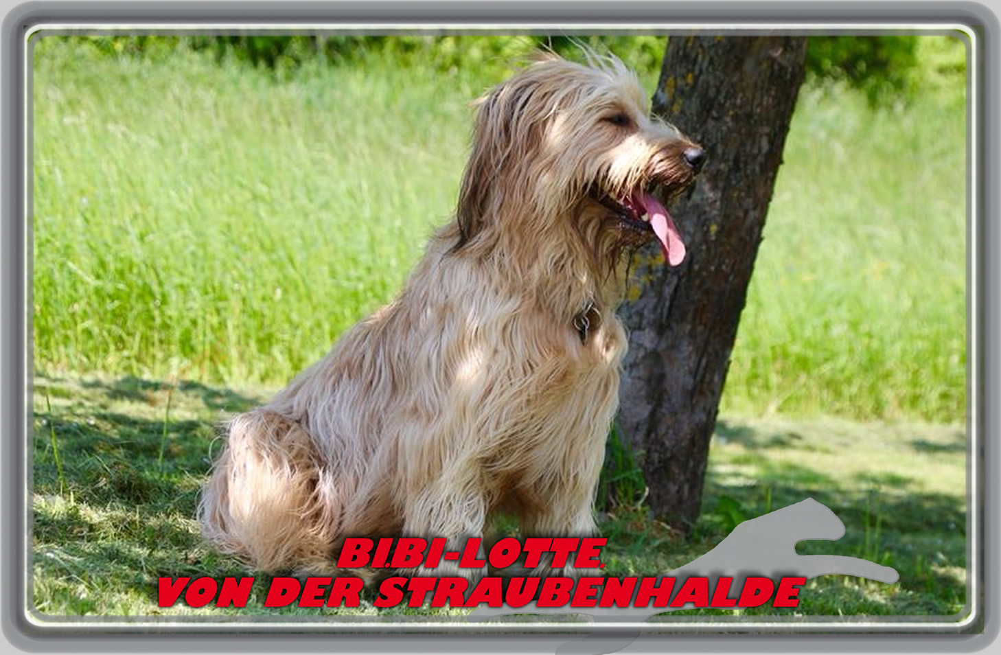 Wäller von der Straubenhalde